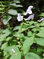 Scutellaria serrata