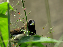 Lonchura leucogastroides