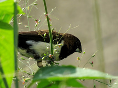 Lonchura leucogastroides