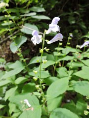Scutellaria serrata