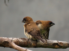 Lonchura leucogastroides