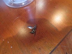 Sphiximorpha willistoni