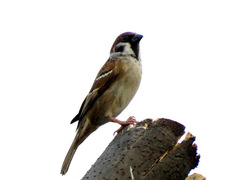 Passer montanus
