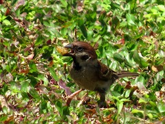Passer montanus