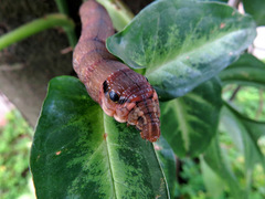 Eupanacra elegantulus