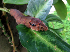 Eupanacra elegantulus