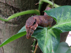 Eupanacra elegantulus