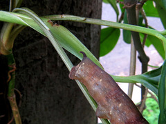 Eupanacra elegantulus