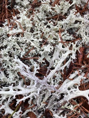 Cladonia boryi