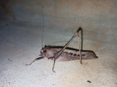 Mecopodinae