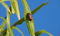 Coraliomela aeneoplagiata
