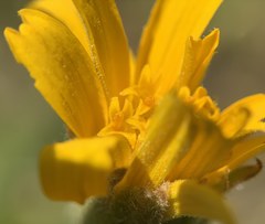 Arnica fulgens