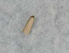 Holcocera immaculella