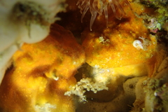 Schizoporella unicornis