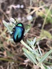 Chrysochares asiaticus