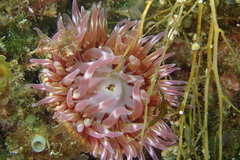 Urticina mcpeaki