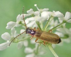 Rhagonycha testacea