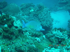 Scarus rubroviolaceus