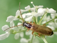 Rhagonycha testacea