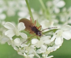 Rhagonycha testacea