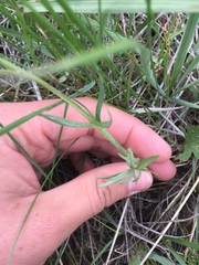 Ranunculus rhomboideus