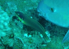 Thalassoma genivittatum