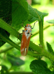 Bothrogonia ferruginea