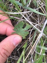 Ranunculus rhomboideus
