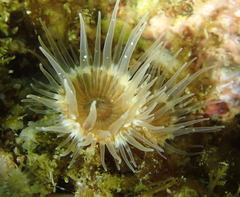 Cylista catalinensis