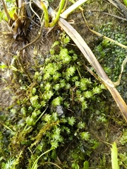 Fissidens osmundioides