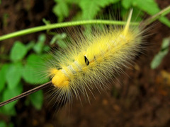 Calliteara horsfieldii