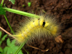 Calliteara horsfieldii