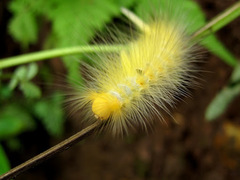 Calliteara horsfieldii