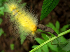 Calliteara horsfieldii