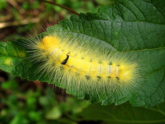 Calliteara horsfieldii