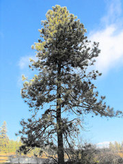 Pinus ponderosa