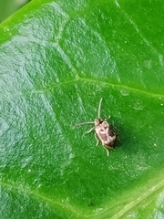 Ptinomorphus imperialis