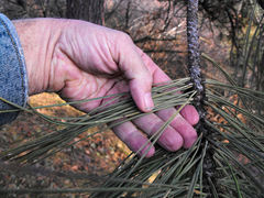 Pinus ponderosa