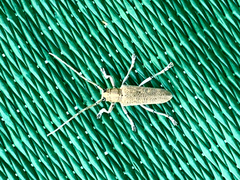 Saperda calcarata