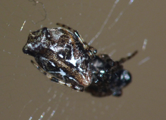 Cyclosa confusa