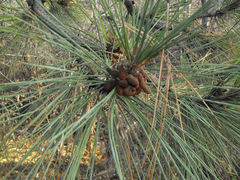 Pinus ponderosa