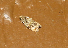 Phaecasiophora niveiguttana