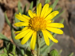 Osteospermum polycephalum