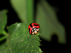 Cheilomenes sexmaculata