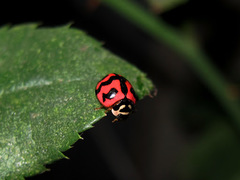 Cheilomenes sexmaculata