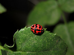 Cheilomenes sexmaculata