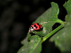 Cheilomenes sexmaculata