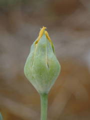 Blackstonia imperfoliata