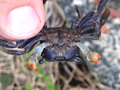 Parasesarma erythodactylum