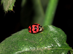 Cheilomenes sexmaculata